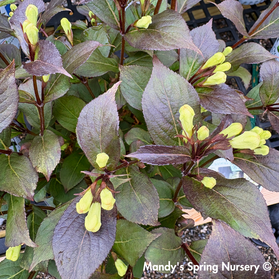Tuxedo™ Weigela / x Bloomin Easy