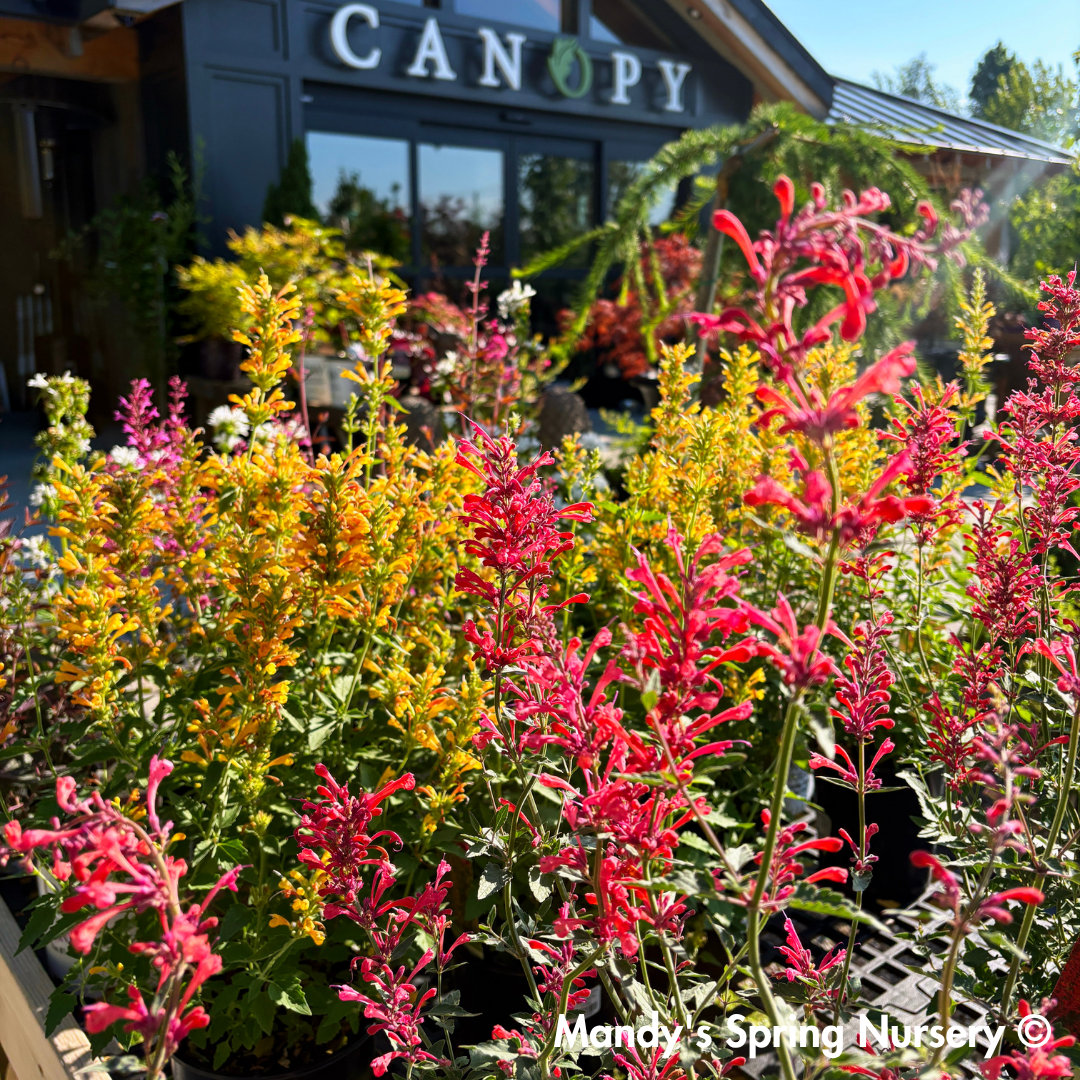 Kudos Yellow Dwarf Hummingbird Mint | Agastache