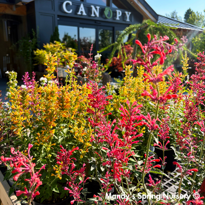 'Kudos™ Coral' Hummingbird Mint | Agastache