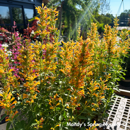 Kudos Yellow Dwarf Hummingbird Mint | Agastache