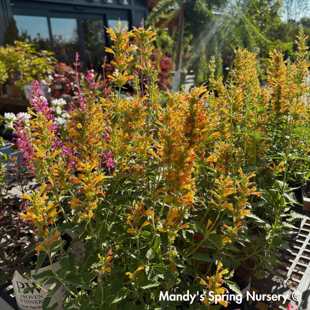 Kudos Yellow Dwarf Hummingbird Mint | Agastache