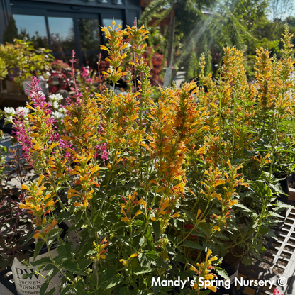 Kudos Yellow Dwarf Hummingbird Mint | Agastache
