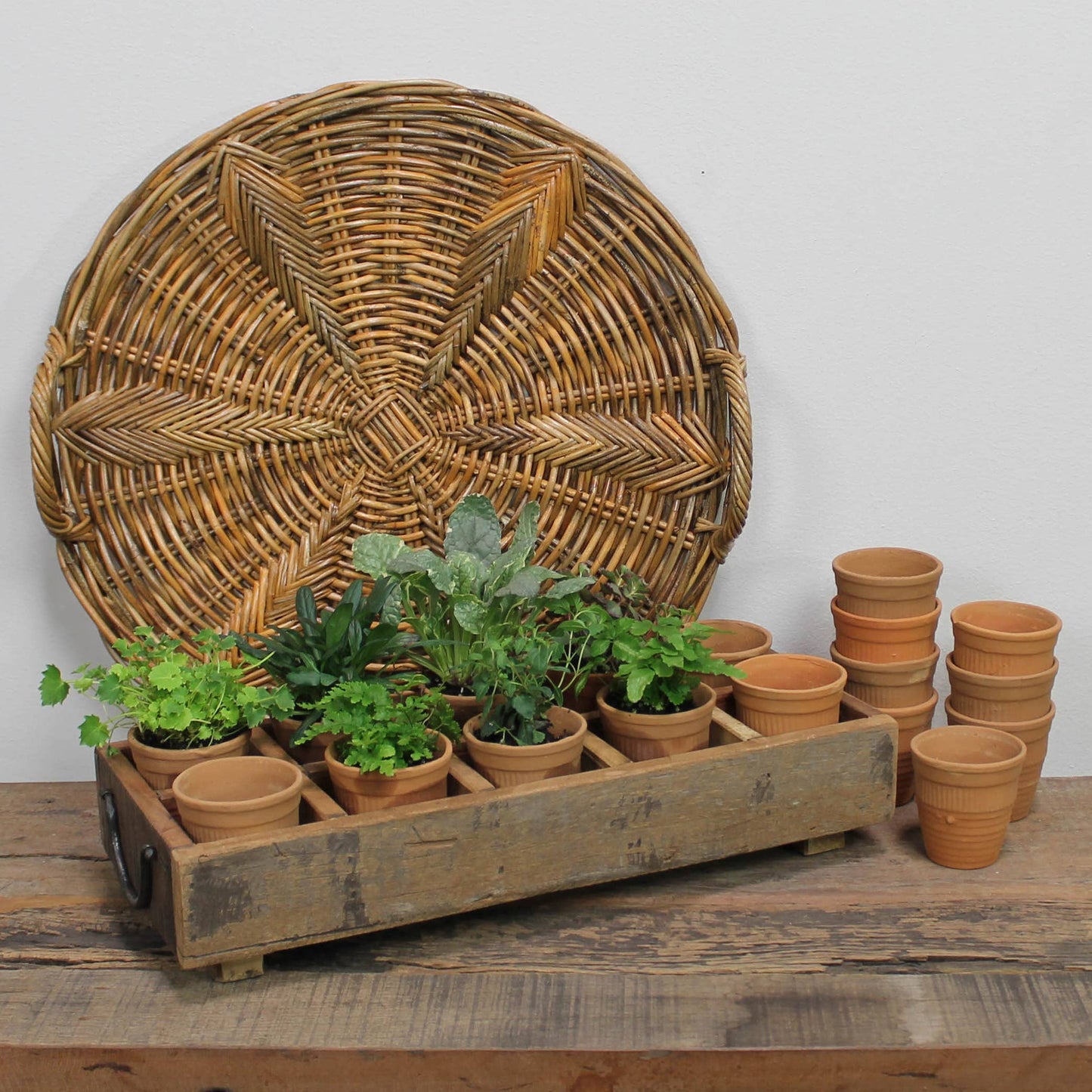 Campo Terra Cotta Cup