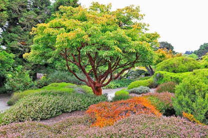 Paperbark Maple | Acer Griseum