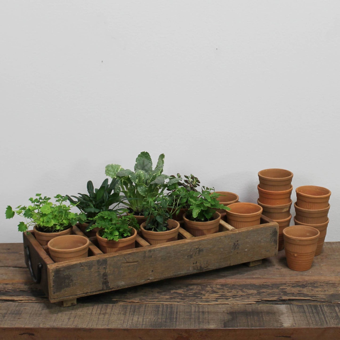 Campo Terra Cotta Cup