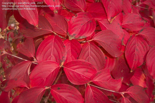 Chinese Kousa Dogwood Tree | Cornus kousa ssp. chinensis