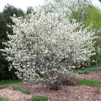 'Regent Saskatoon' Serviceberry | Amelanchier alnifolia 'Regent'