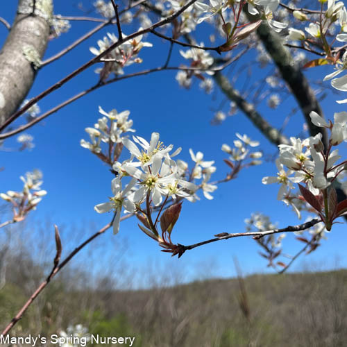 Autumn Brilliance Serviceberry (Shrub-Form) | Amelanchier x grandiflora 'Autumn Brilliance'