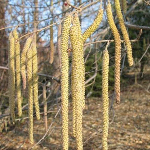 American Hazelnut | Corylus americana