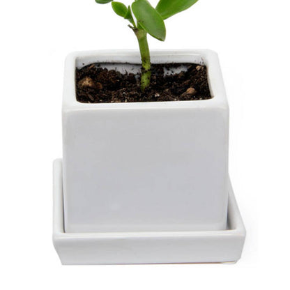 Cube Pot With Saucer And Drainage Hole 60 Plus Colors