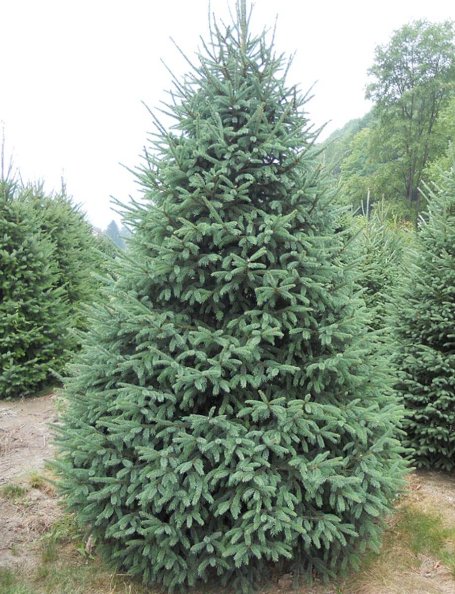 Black Hills White Spruce | Picea glauca 'Densata'