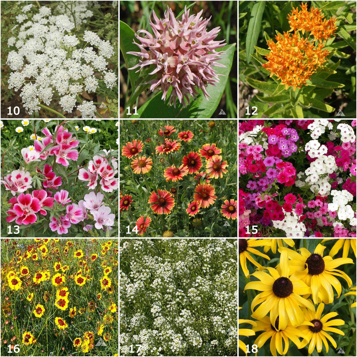 Garden Sprinkles | Butterfly Habitat Flower Garden | Spring