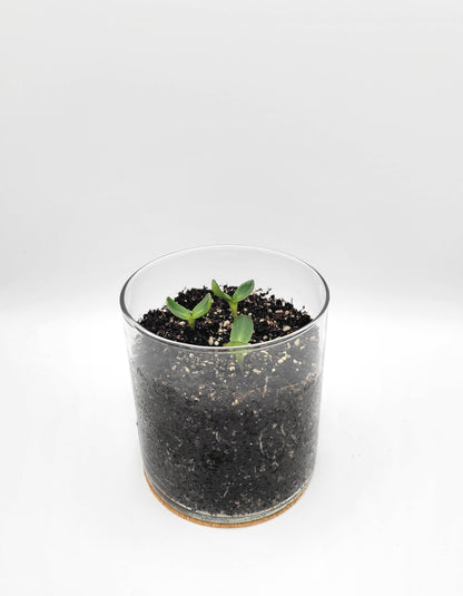 Essential Thank You Sunflower Garden | Just Because Gift