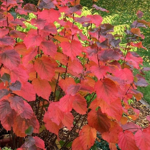 American Hazelnut | Corylus americana