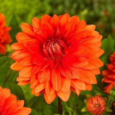 'Mrs. Eileen' Dinnerplate Dahlia