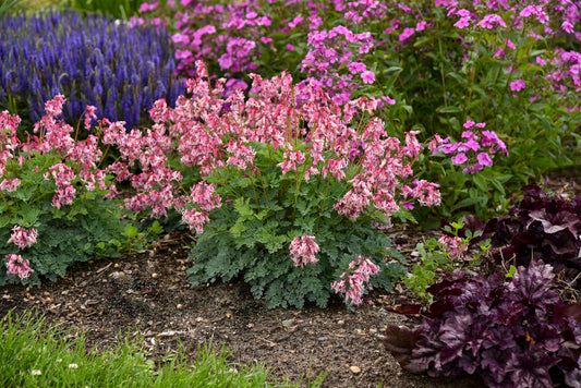 'Pink Diamonds' Fern-leaved Bleeding Heart | Dicentra hybrid 'Pink Diamonds'