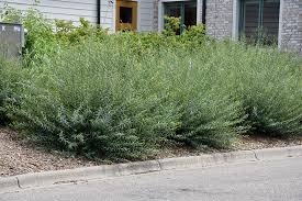 Dwarf Blue Leaf Arctic Willow - Salix purpurea 'Nana'