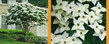 Chinese Kousa Dogwood Tree | Cornus kousa ssp. chinensis