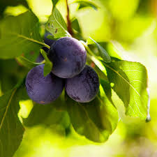 BlackIce Plum | Prunus ae Lydeckerae