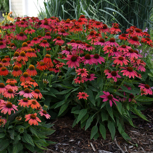 Summersong™ Firefinch™ Coneflower | Echinacea hybrid 'Summersong Firefinch'