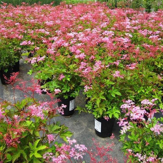 ‘Red Umbrellas’ Queen of the Prairie | Filipendula