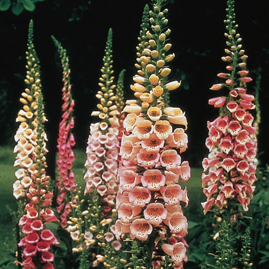 Foxglove | Digitalis