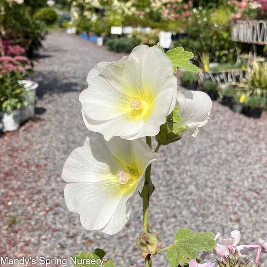 'Las Vegas' Fig Leaf Hollyhock | Alcea 'Las Vegas'