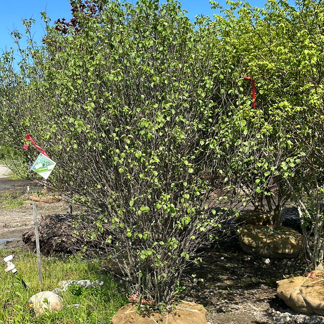 Chicago Lustre Viburnum Shrub | Viburnum dentatum