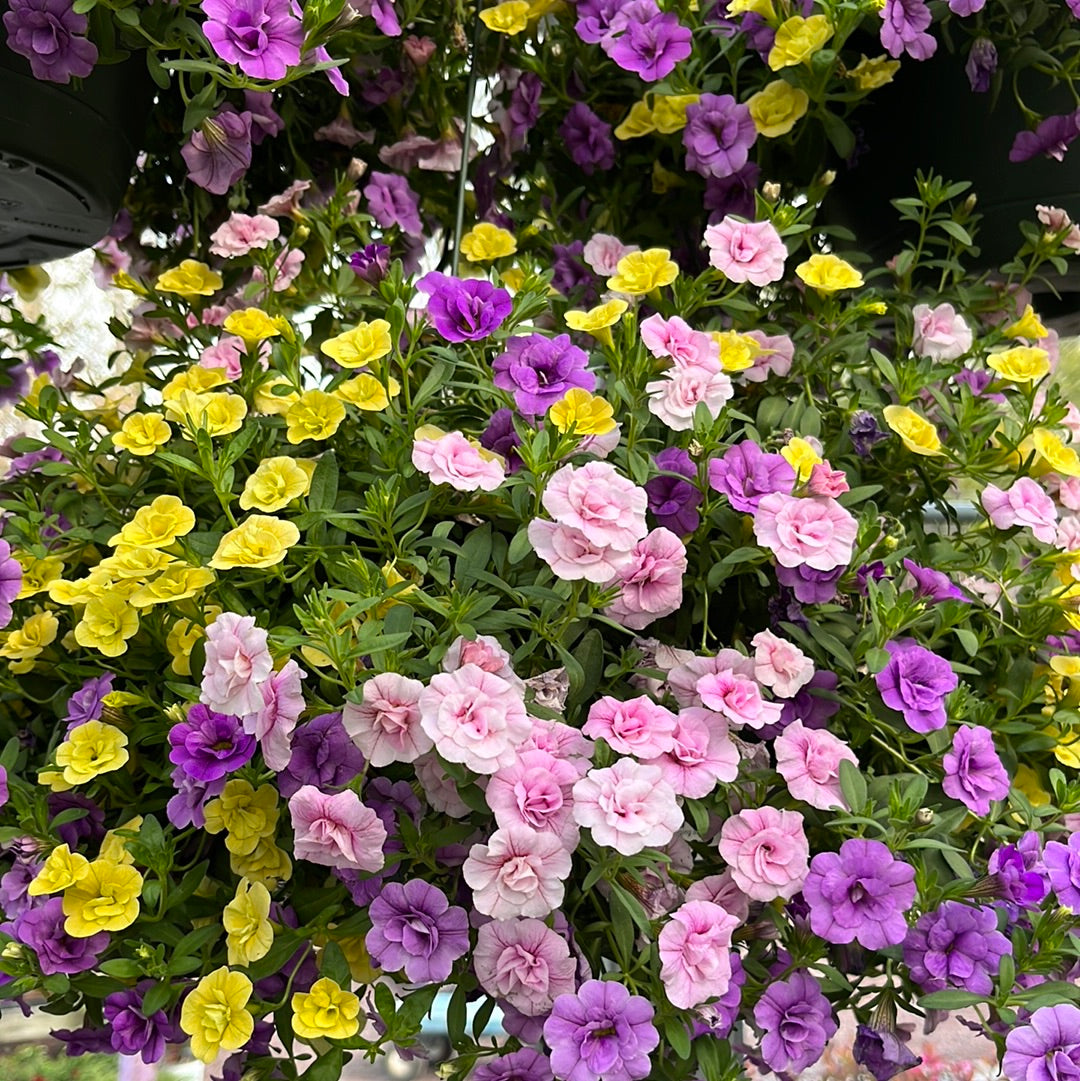 Assorted Hanging Basket