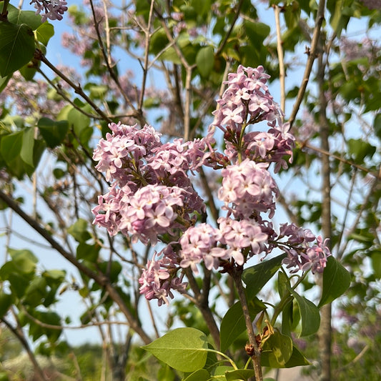 Common Purple Lilac | Syringa vulgaris