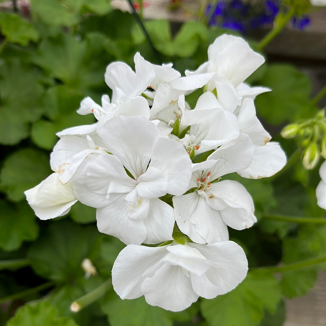 Geranium/Geraniums