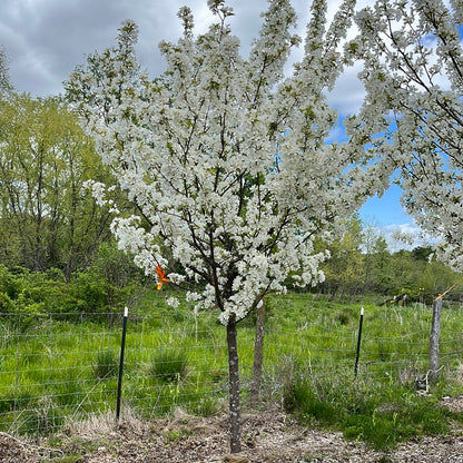 Donald Wyman Crabapple | Malus 'Donald Wyman'