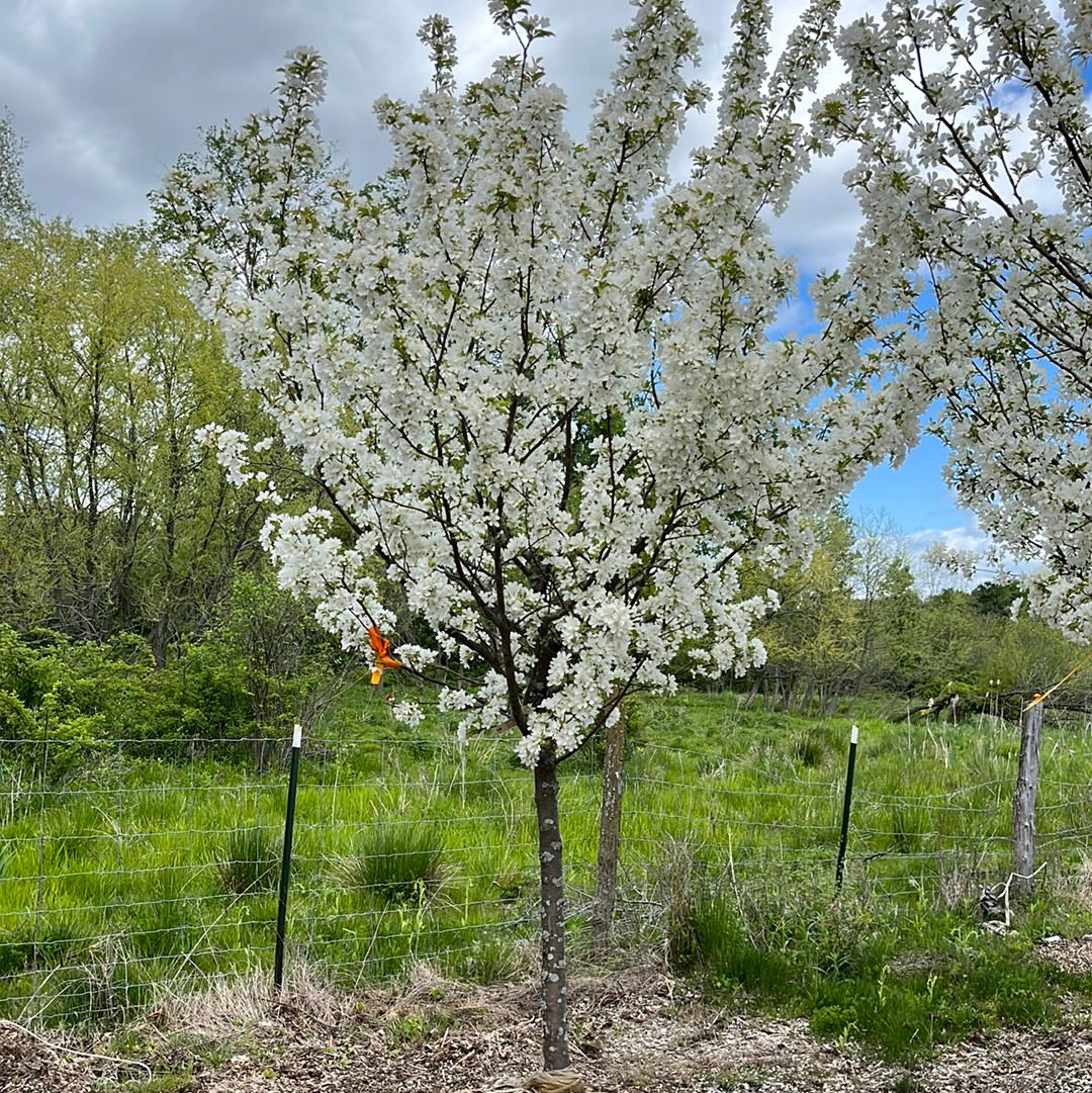 Donald Wyman Crabapple | Malus 'Donald Wyman'