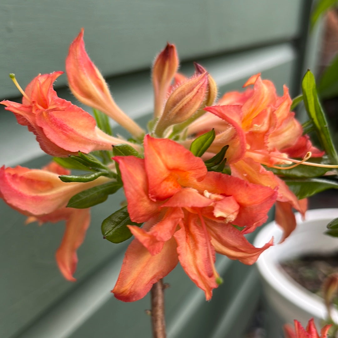 Electric Lights™ Red Azalea | Rhododendron 'Electric Lights Red'