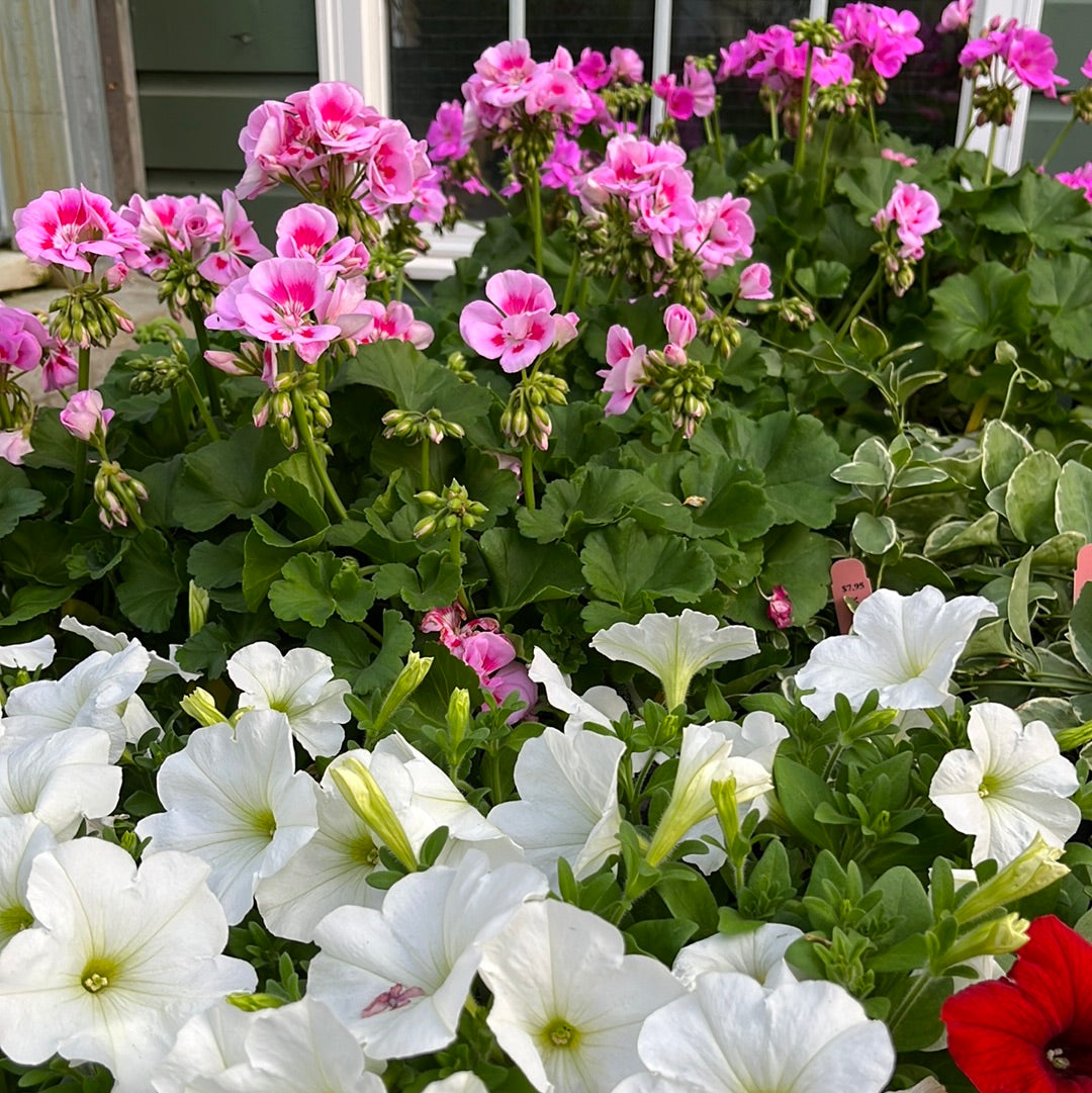 Assorted Pot & Pack, Annual flower and vines