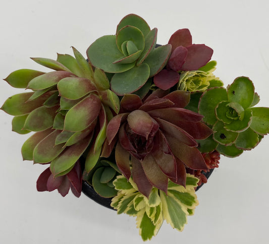 Assorted Sedum | Sedum spp.