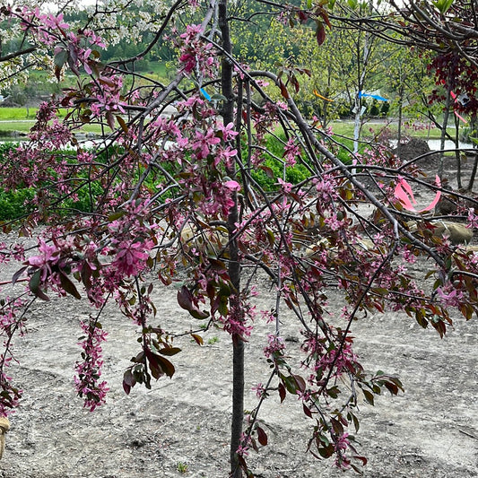 Royal Beauty Crabapple | Malus 'Royal Beauty'