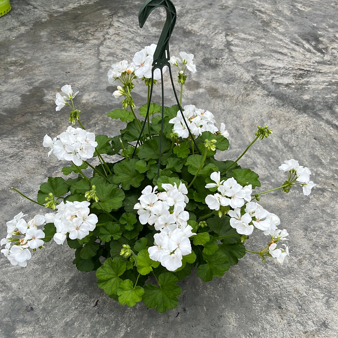 Geranium/Geraniums