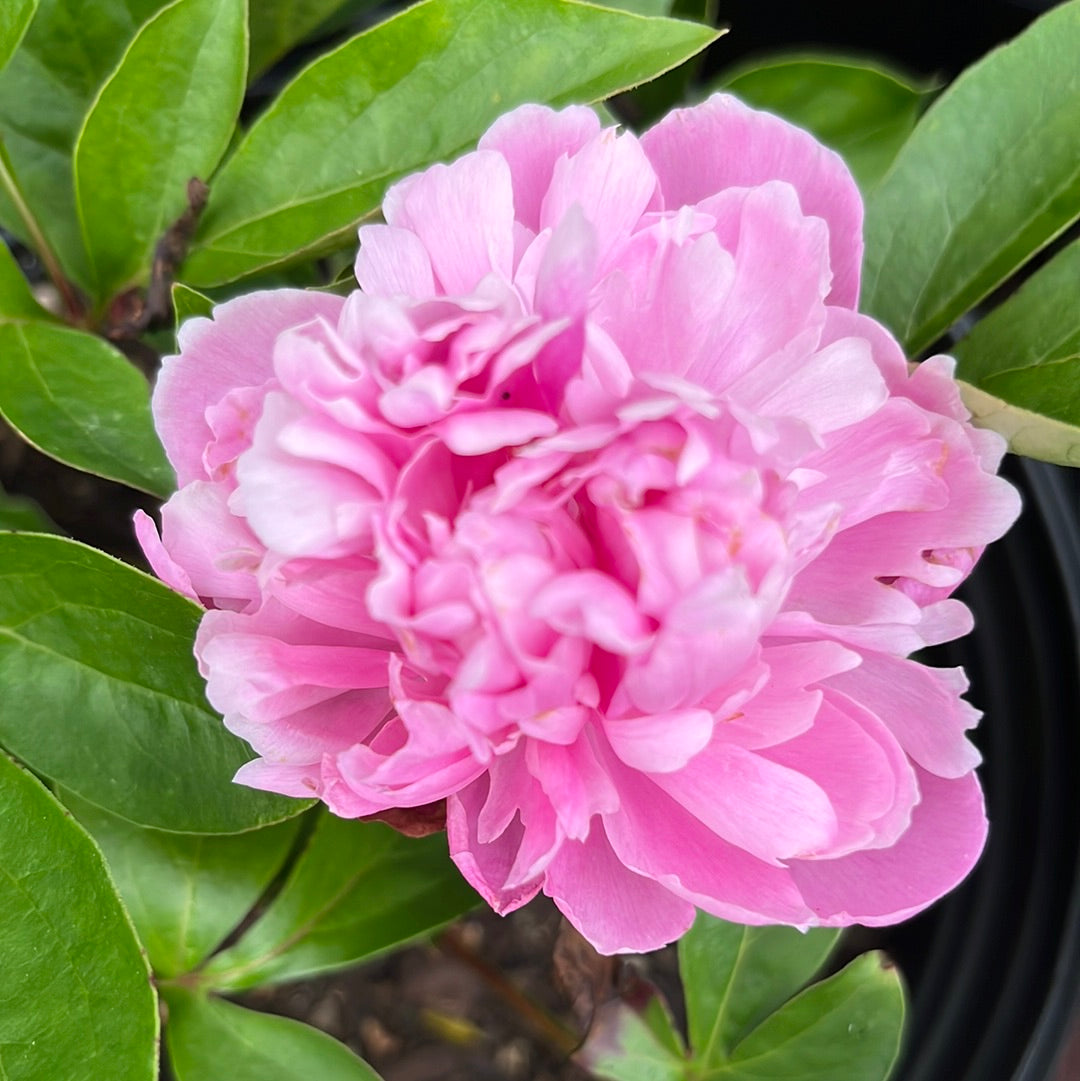 Prairie Afire Peony | Paeonia 'Prairie Afire'