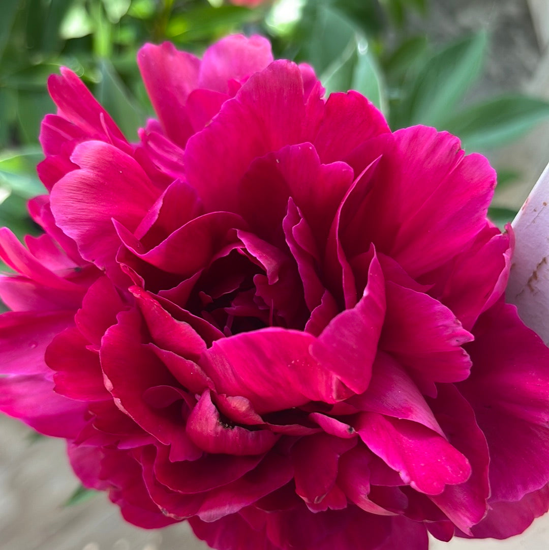 Felix Crousse Peony | Paeonia