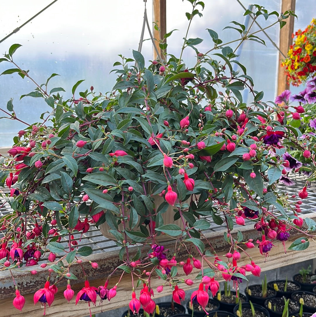 Assorted Hanging Basket