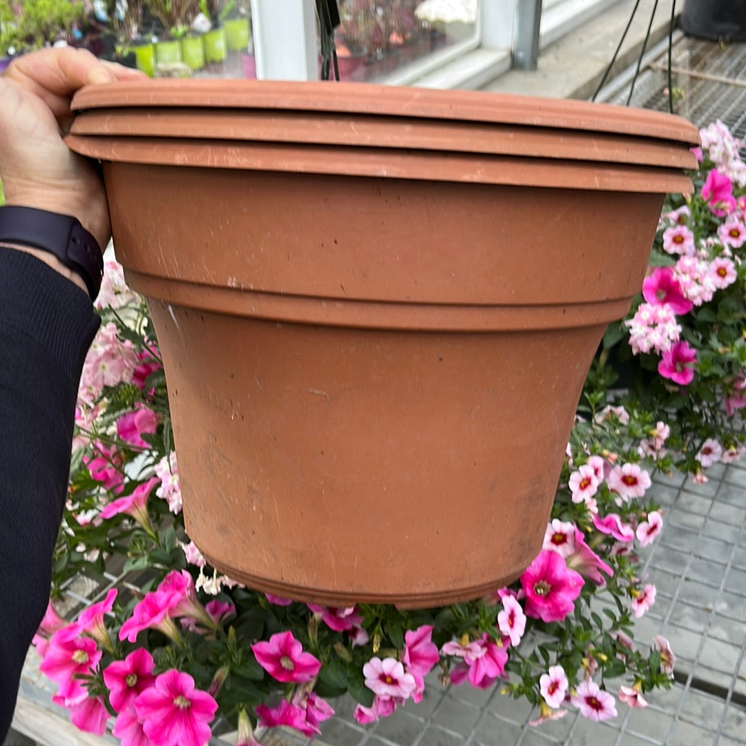 Assorted Pot & Pack, Annual flower and vines