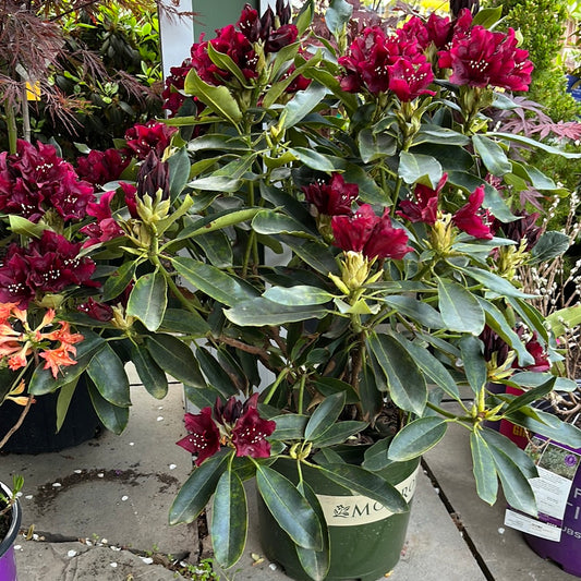 'Dark Lord' Rhododendron | Rhododendron 'Dark Lord'