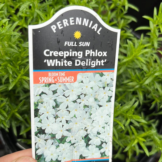 White Delight Creeping Phlox | Phlox subulata