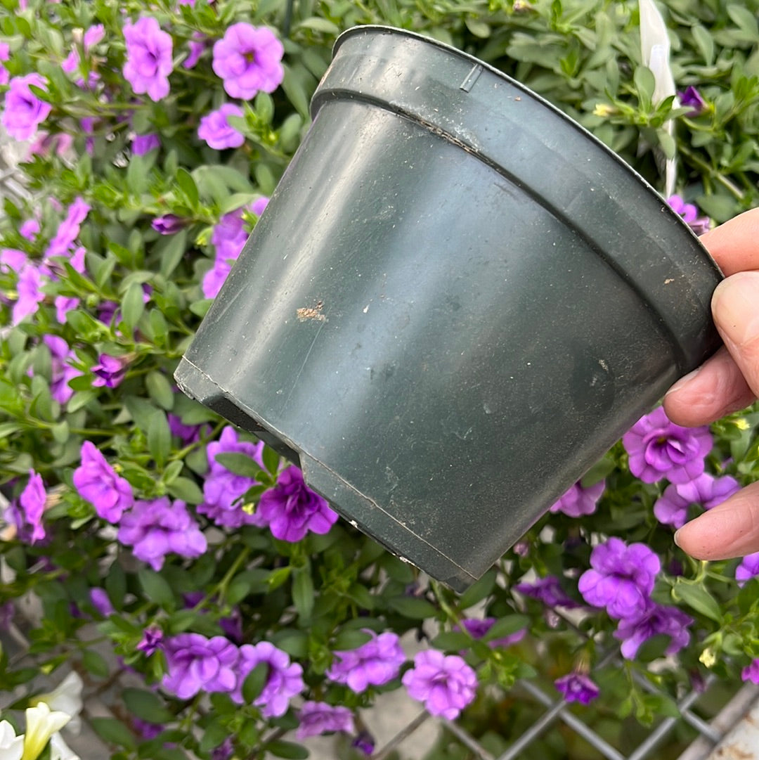 Assorted Pot & Pack, Annual flower and vines