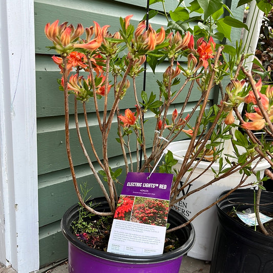 Electric Lights™ Red Azalea | Rhododendron 'Electric Lights Red'