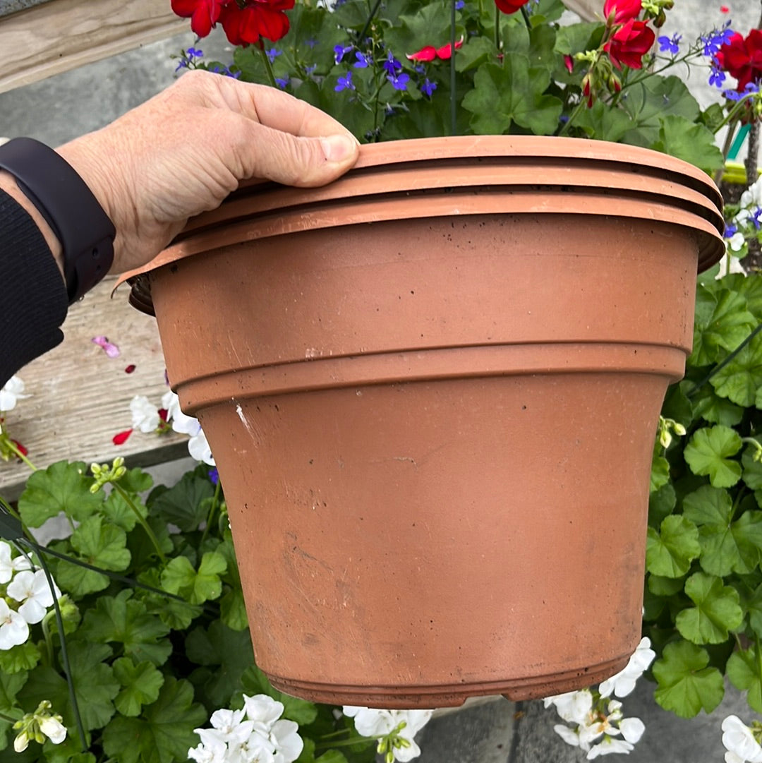 Assorted Pot & Pack, Annual flower and vines