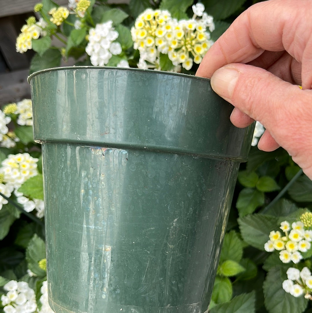 Assorted Pot & Pack, Annual flower and vines