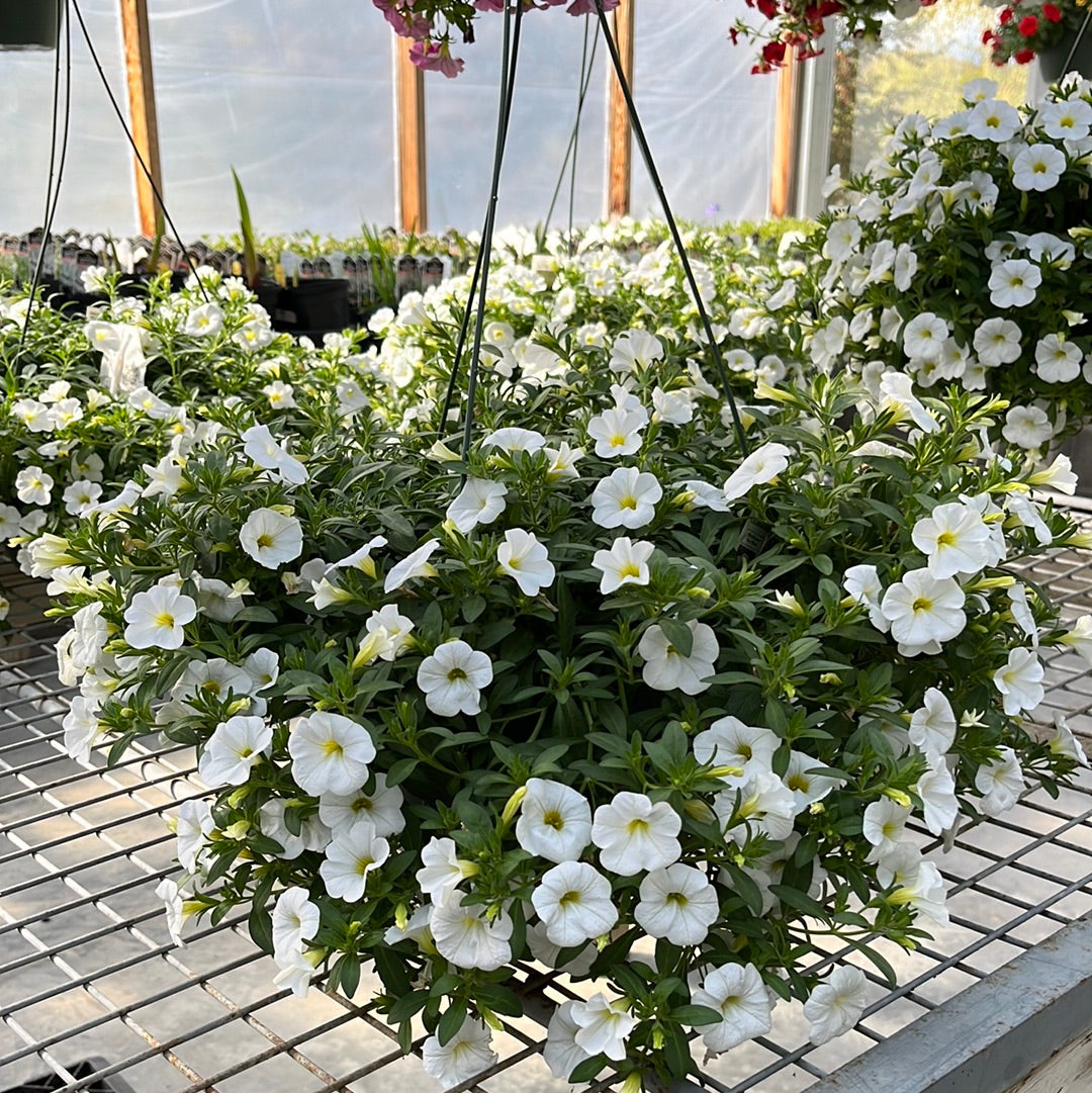 Assorted Hanging Basket