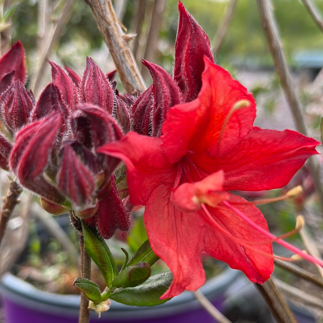 Electric Lights™ Red Azalea | Rhododendron 'Electric Lights Red'